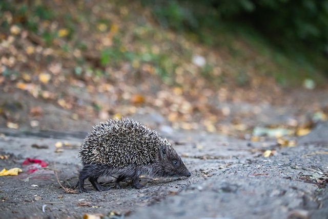 枚冠军戒指 枚冠军戒指